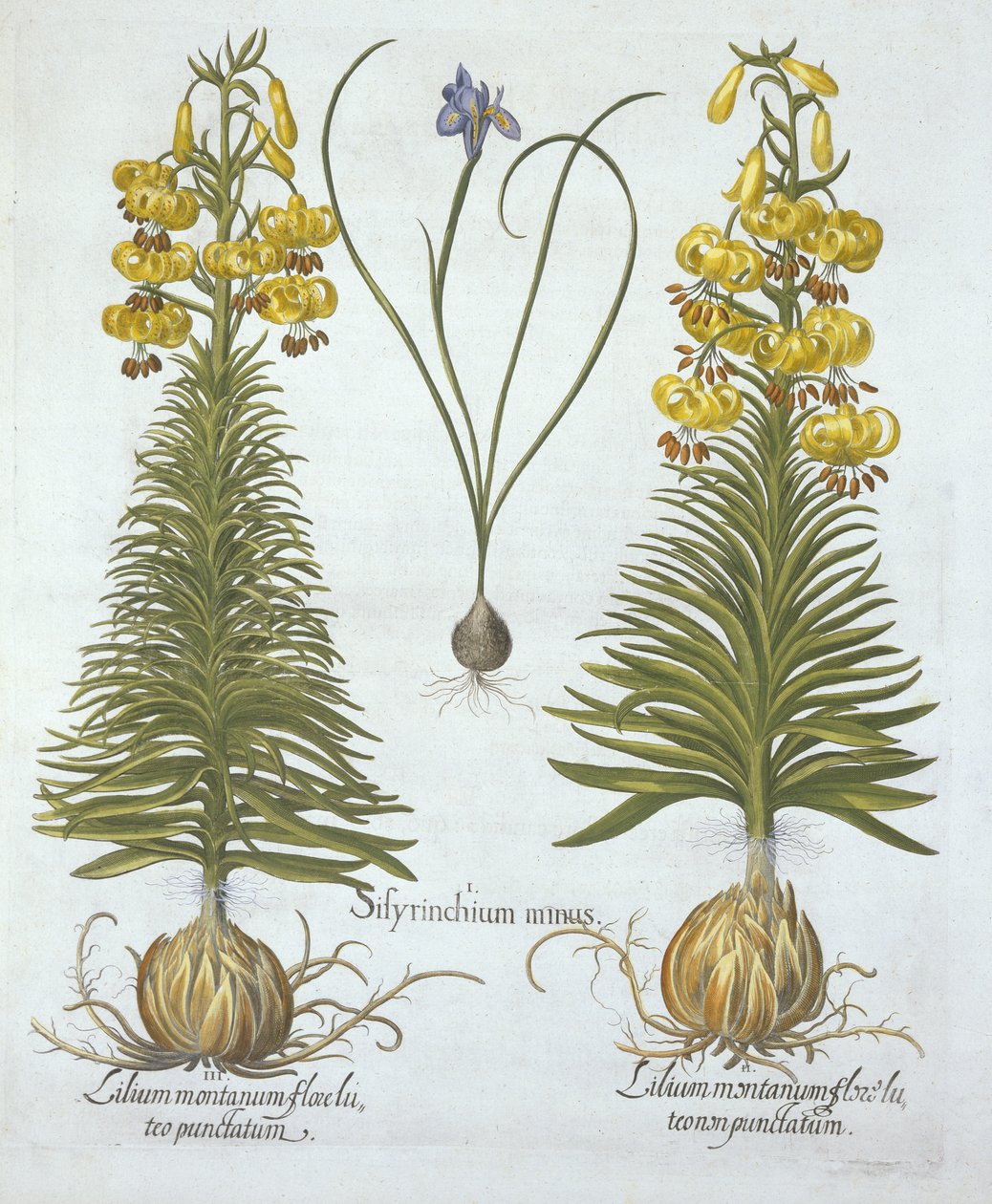 Gelbe Türkenbundlilie mit Zwiebel und Zwerg-Blaue Augenblume, aus Hortus Eystettensis, von Basil Besler (1561-1629), veröffentlicht 1613 von German School