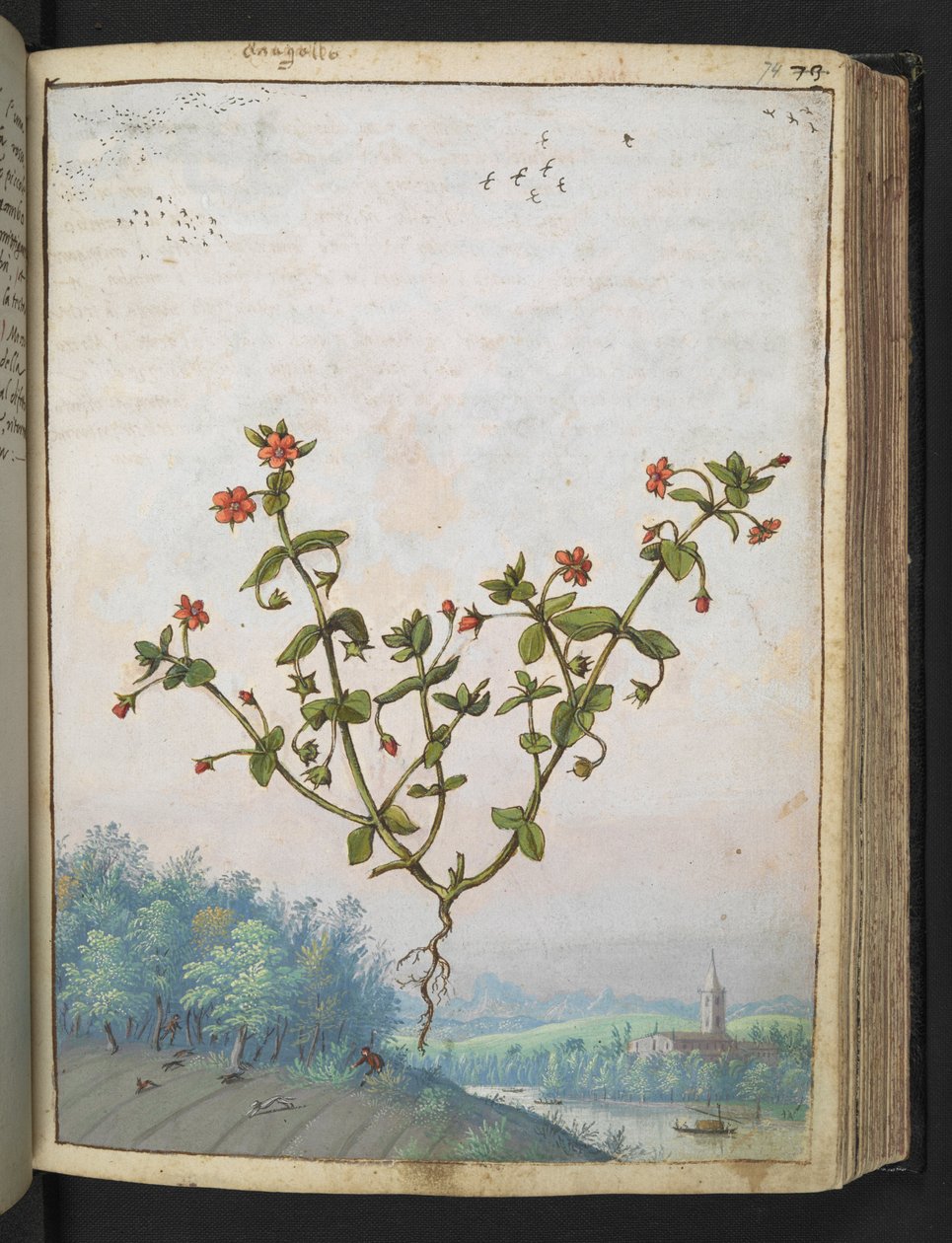 Anagalis arvensis: Eine Pflanze mit roten Blüten, aus 