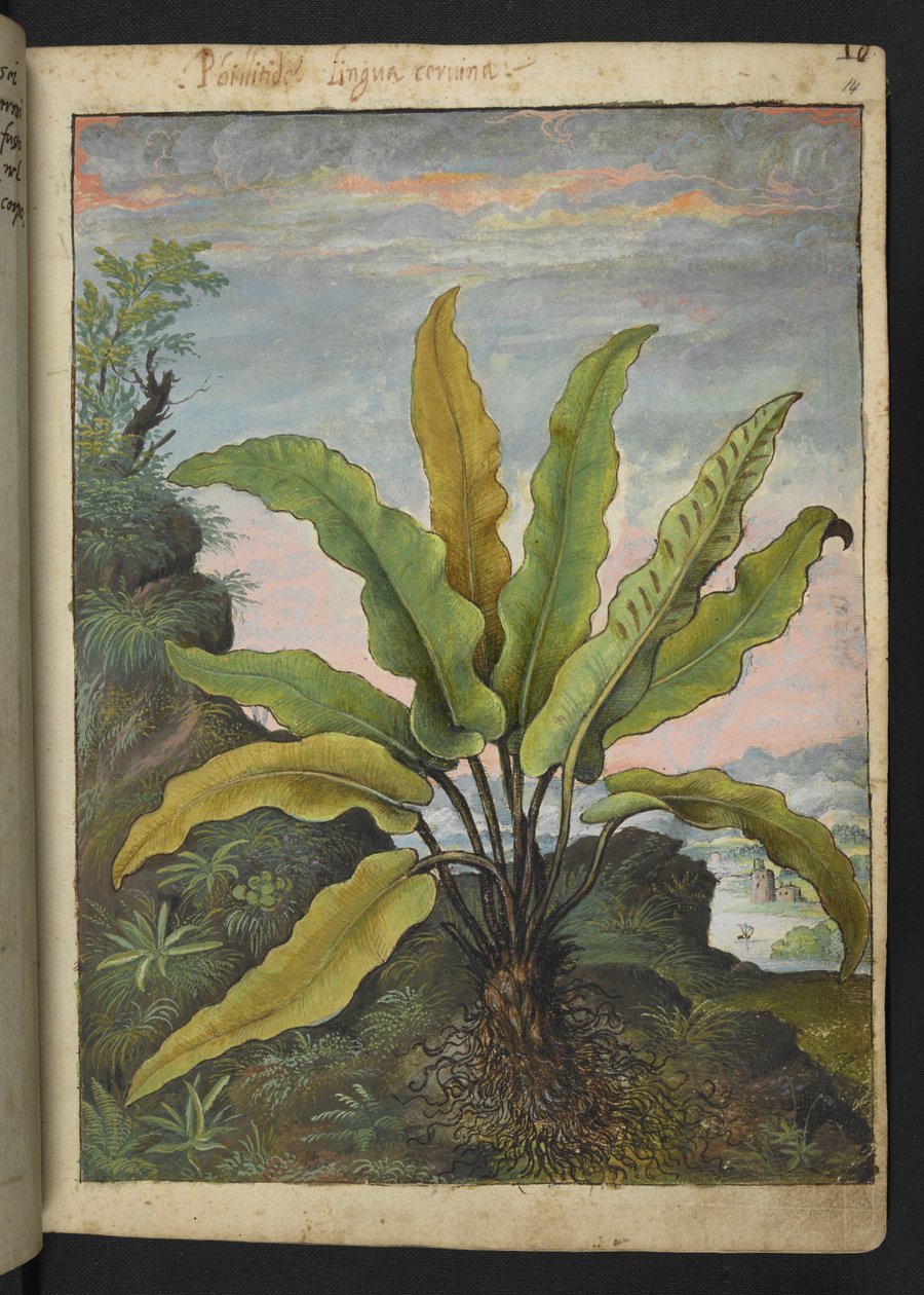 Asplenium scolopendrium, aus 
