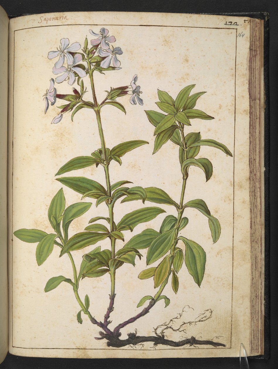 Caryophyllaceae (Seifenkräuter): eine Gattung von Blütenpflanzen in der Familie der Nelkengewächse, aus 