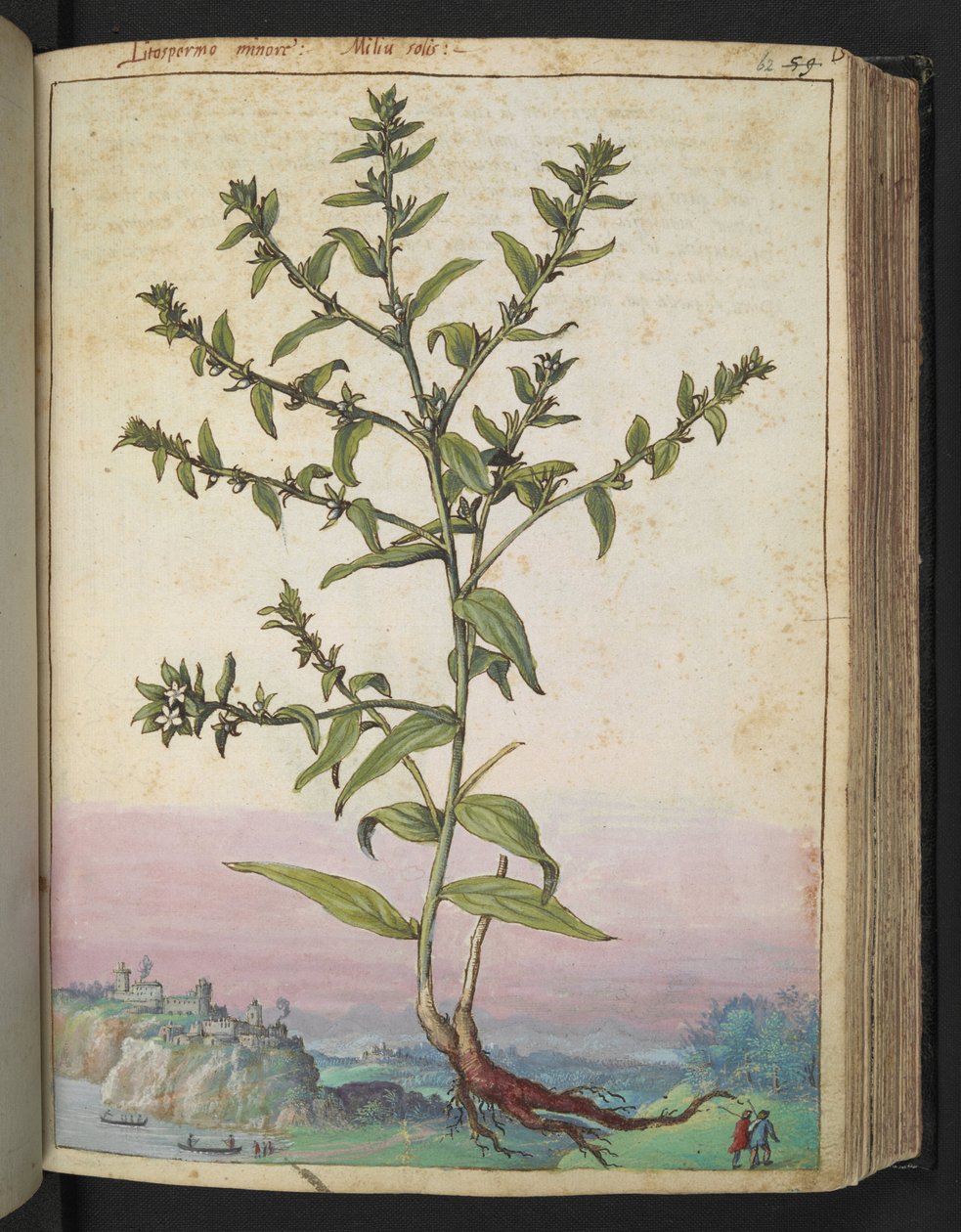 Lithospermum officinale, aus "Paintings of Flora of the Roman States" von Gherardo Cibo von Gherardo Cibo