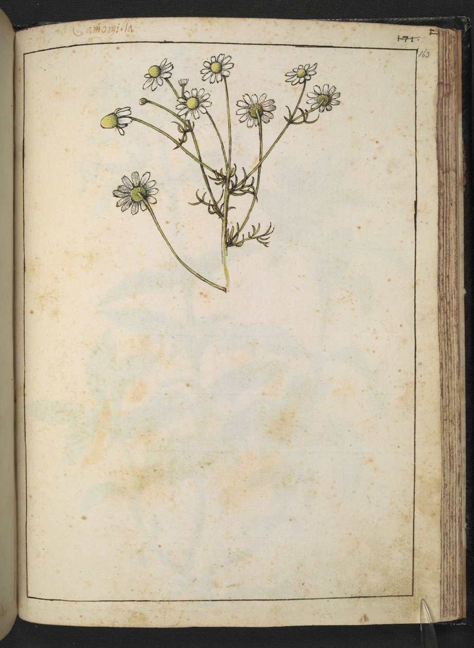 Matricaria chamomilla (Kamille), aus "Gemälde der Flora der römischen Staaten" von Gherardo Cibo, Add MS 22333, f163r, ca. 1564-84 von Gherardo Cibo