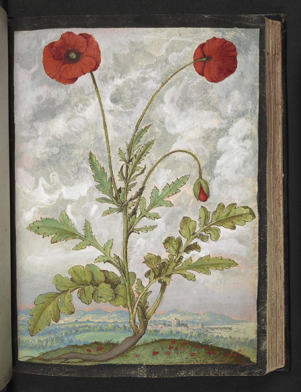Papaver rhoeas (Mohnblumen), aus "Gemälde der Flora der römischen Staaten" von Gherardo Cibo, Add MS 22333, f107r, ca. 1564-84 von Gherardo Cibo