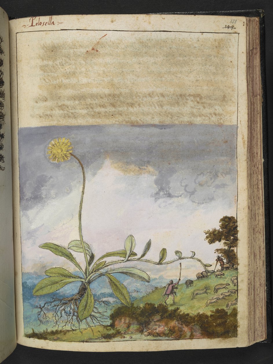 Pilosella officinarum, aus 