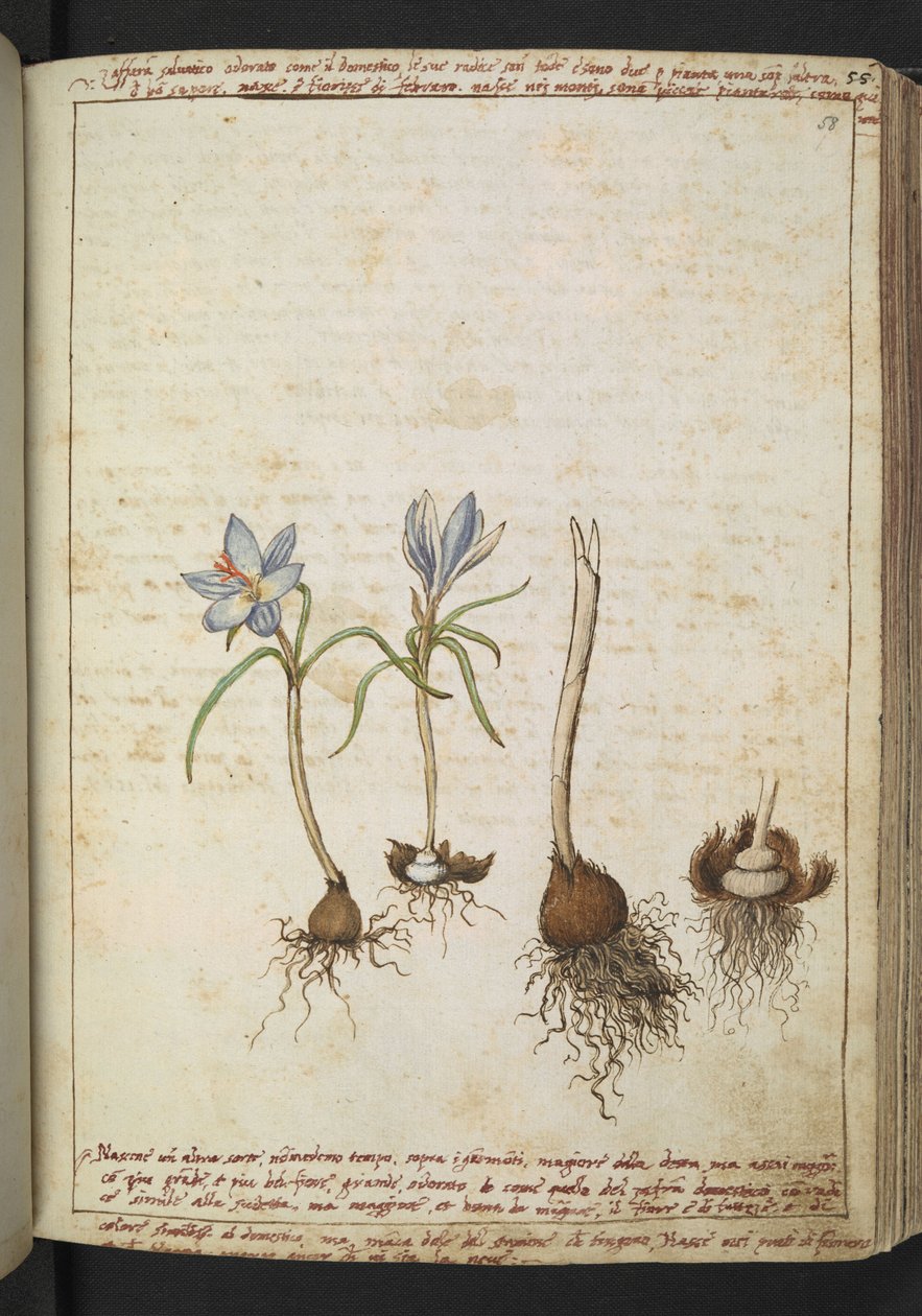 Pflanzen zwischen blauen Blumen, aus "Paintings of Flora of the Roman States" von Gherardo Cibo von Gherardo Cibo