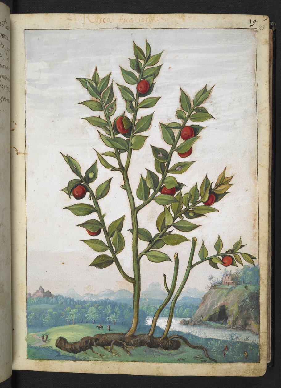 Ruscus aculeatus: Eine Pflanze mit roten Beeren, aus 