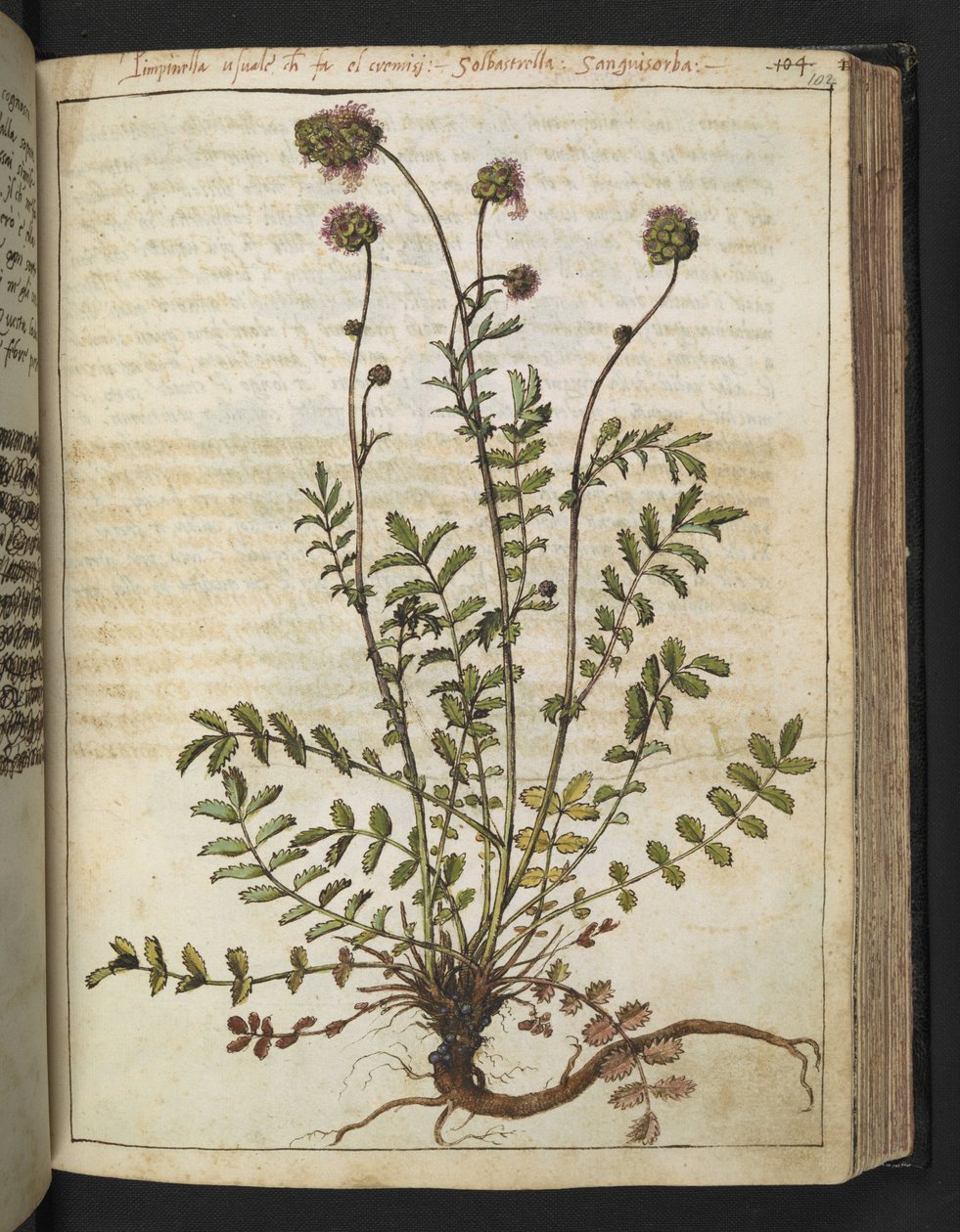 Sanguisorba minor, aus "Gemälde der Flora der römischen Staaten" von Gherardo Cibo, Add MS 22333, f102r, ca. 1564-84 von Gherardo Cibo
