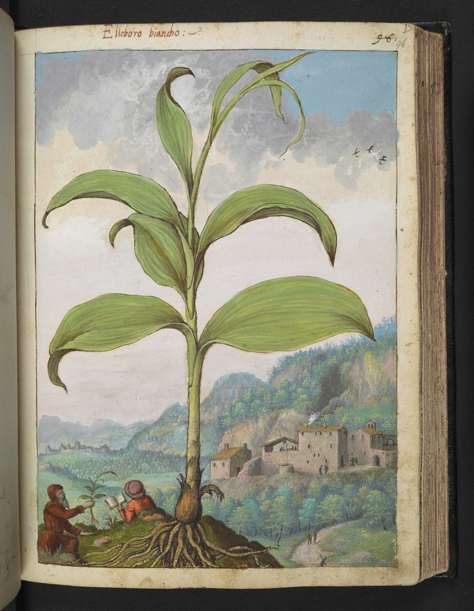 Veratrum nigrum, aus 