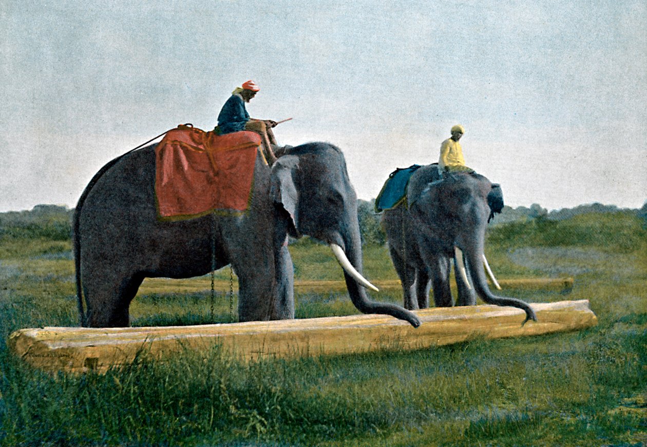 Elefanten bewegen einen Baumstamm, Ceylon, um 1890 von Gillot
