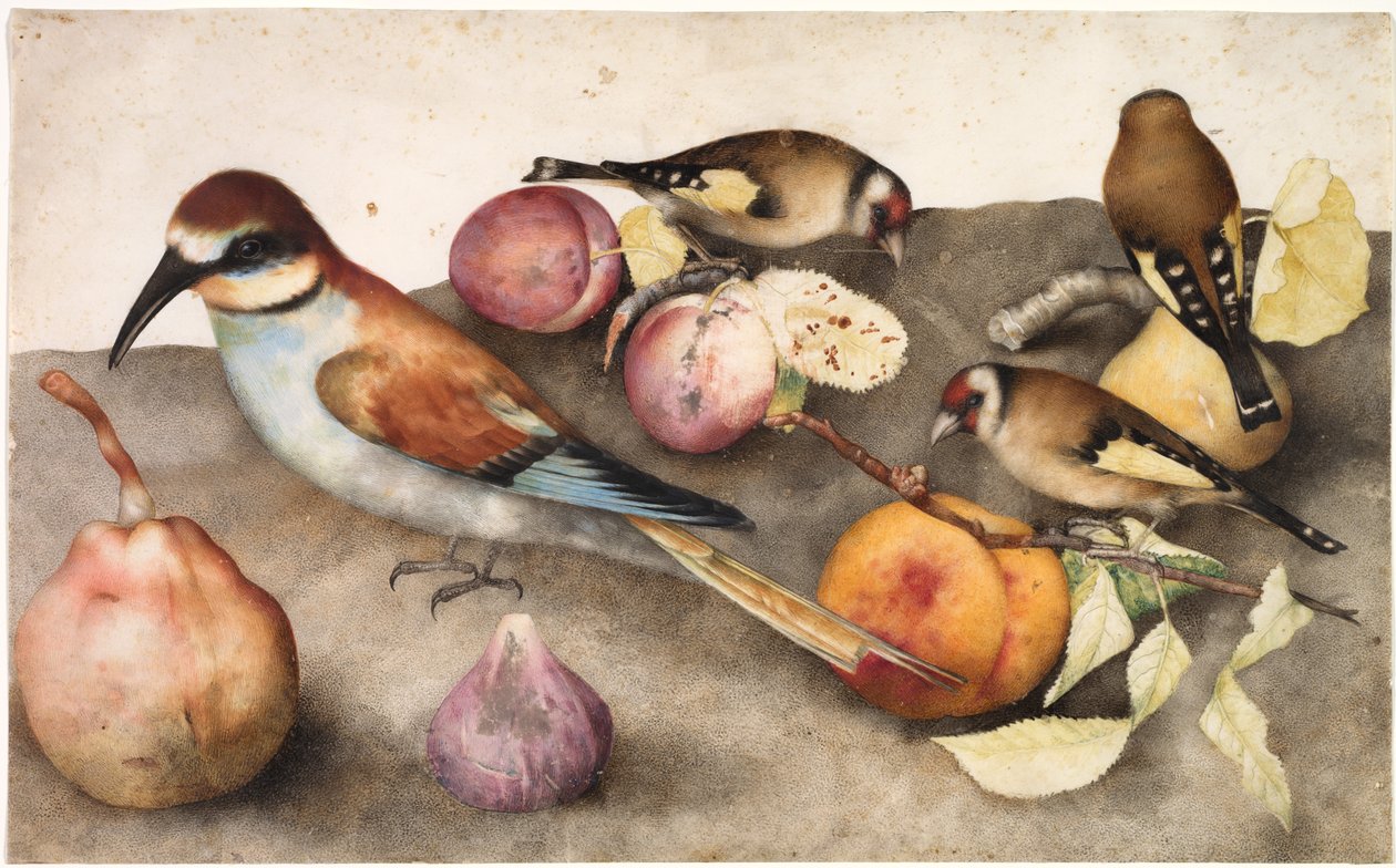 Stillleben mit Vögeln und Früchten von Giovanna Garzoni