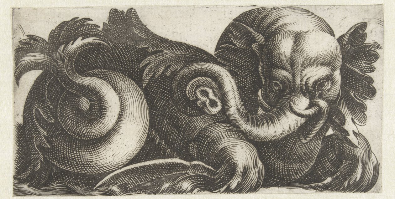 See-Elefant mit Blätterohren von Giovanni Andrea Maglioli