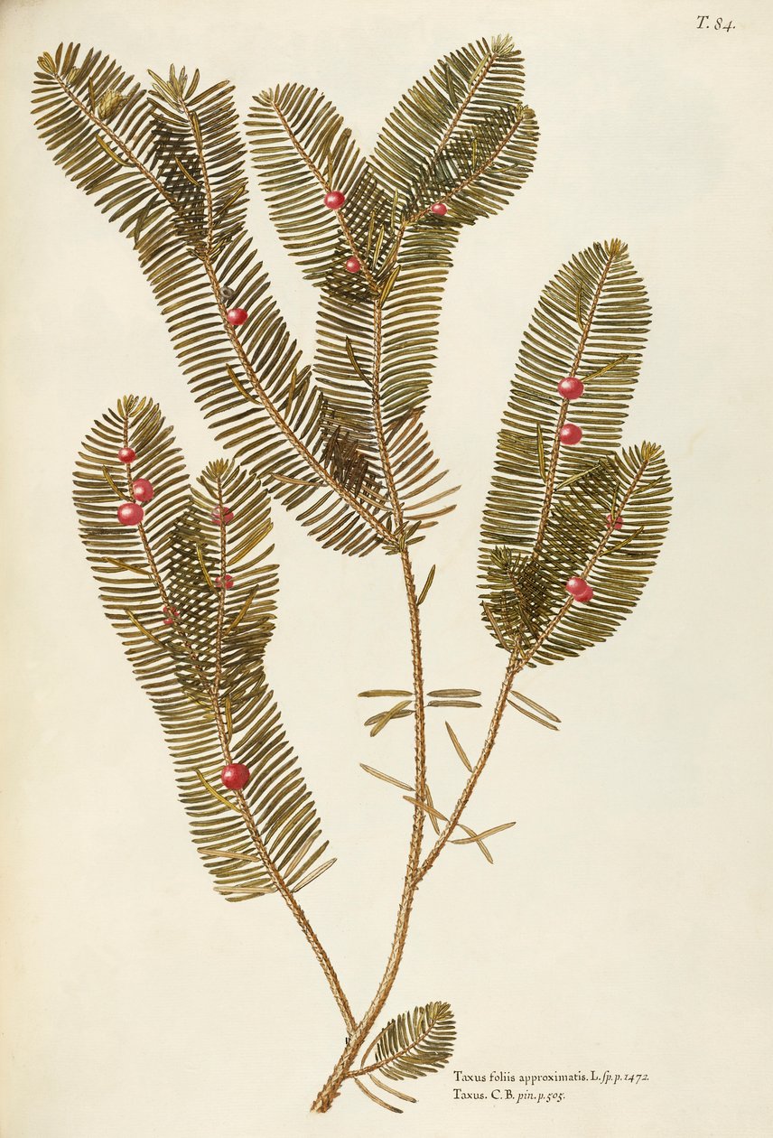 Europäische Eibe (Taxus baccata), Taxaceae von Giovanni Antonio Bottione von Giovanni Antonio Bottione