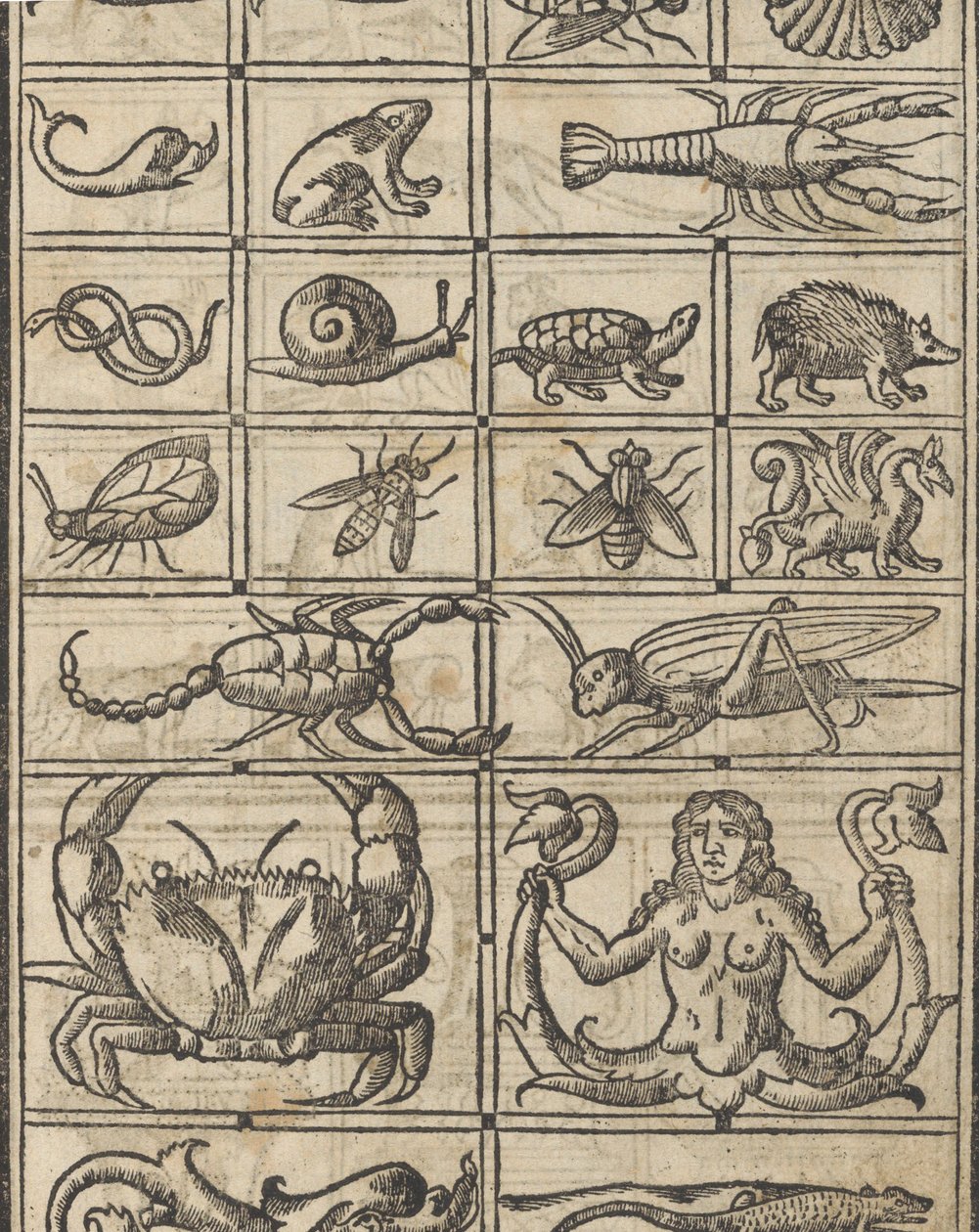 Essempio di recammi, Seite 11 recto, 1530 von Giovanni Antonio Tagliente
