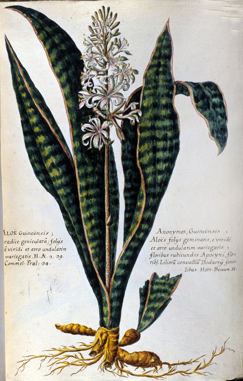 Aloe. Heilpflanze. Gravur - in „Historia botanica practica, seu plantarum, quae ad usum medicinae pertinent, nomenclatura, descriptio et virtutes...“ von Giovanni Battista Morandi