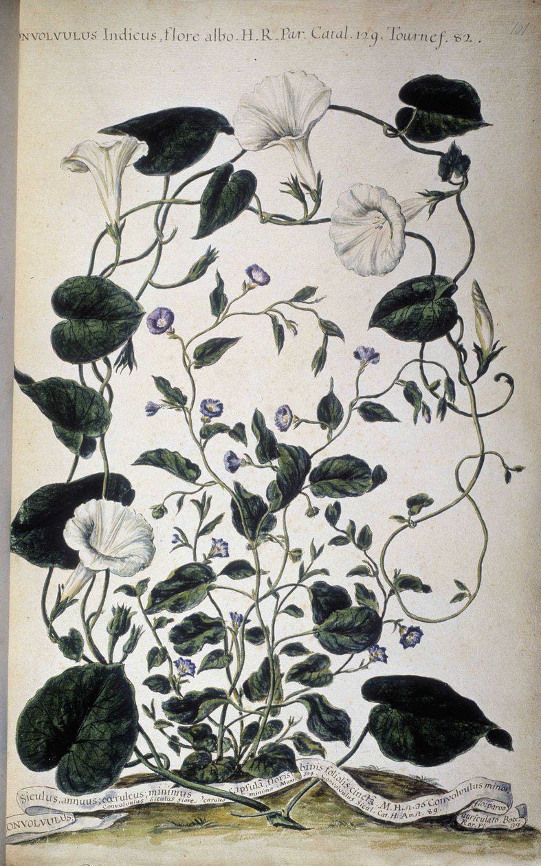 Botanische Tafel: Bindweed-Varianten. Convolvulus-Varianten (Convolvulus Indicus flora albo; Convolvulus Siculus). Giovanni Battista Morandi, Hortulus botanicus pictus sive collectio plantarum..., Band I von Giovanni Battista Morandi