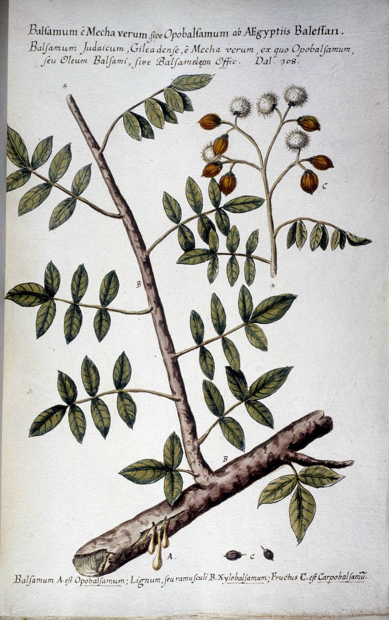 Opobalsamum (Zweig mit Harz) - In „Historia botanica practica, seu plantarum, quae ad usum medianae relevant, nomenclatura, descriptio et virtutes...“ von Giovanni Battista Morandi (? - 1761) von Giovanni Battista Morandi