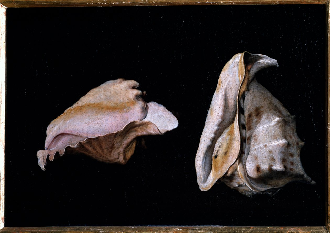 Zwei Muscheln (Stillleben mit Muscheln) von Giovanni Girolamo Savoldo
