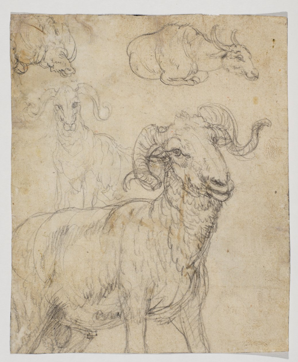 Widder und Büffel, verso von Giovanni da Udine (after)