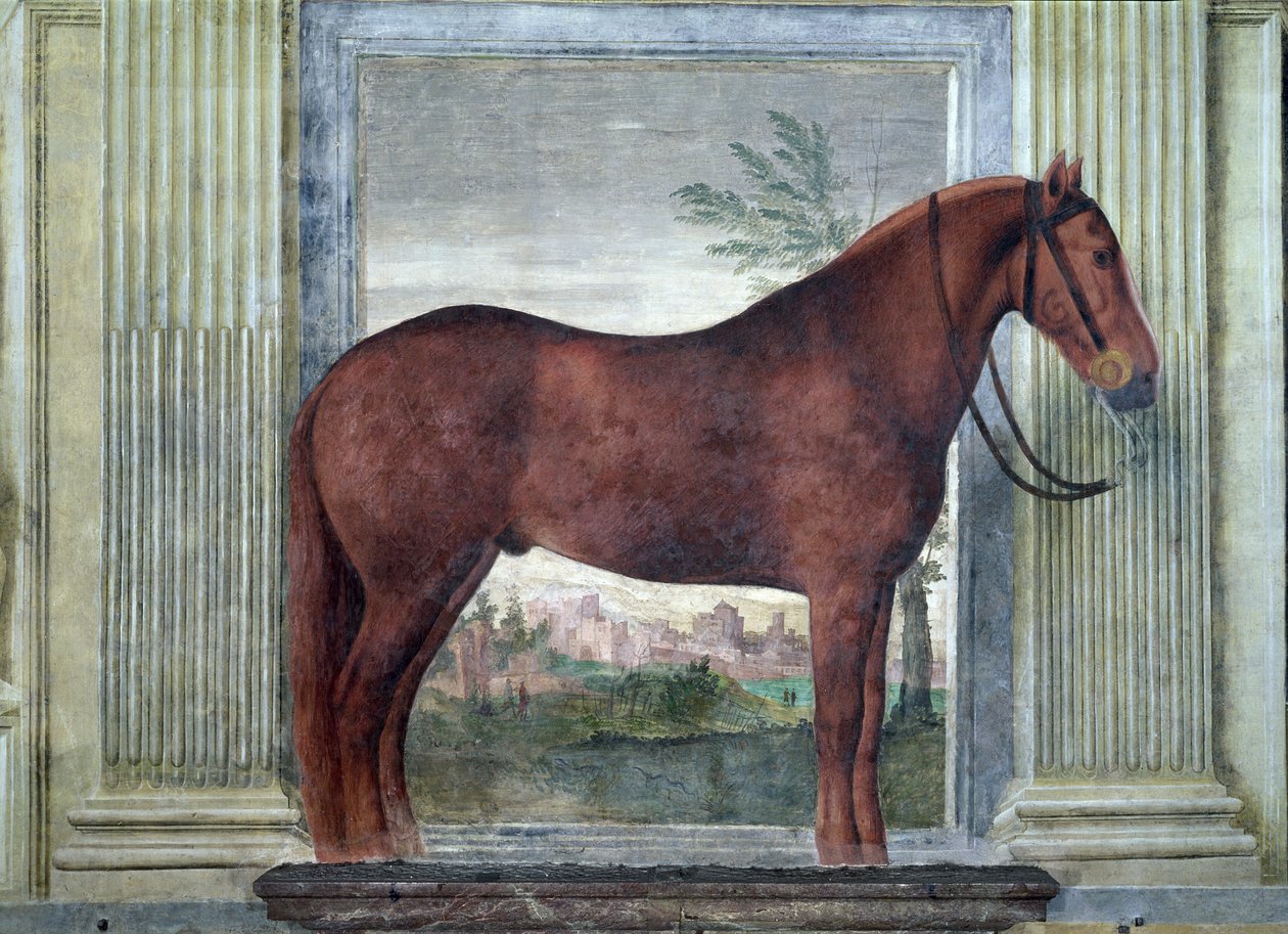 Sala dei Cavalli, Detail eines Porträts eines kastanienbraunen Pferdes aus den Ställen von Ludovico Gonzaga III. von Mantua, seine Wange mit einem 