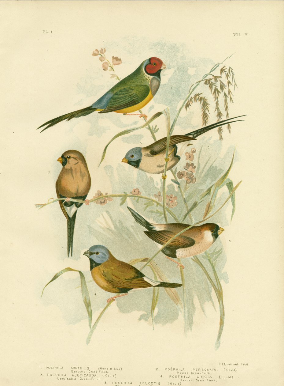 Schöner Grasfink, 1891 von Gracius Broinowski