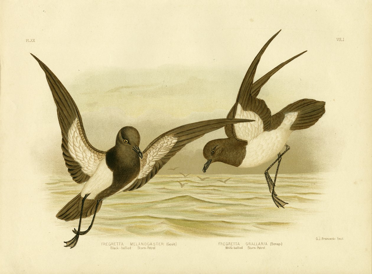 Schwarzbauch-Sturmvogel, 1891 von Gracius Broinowski