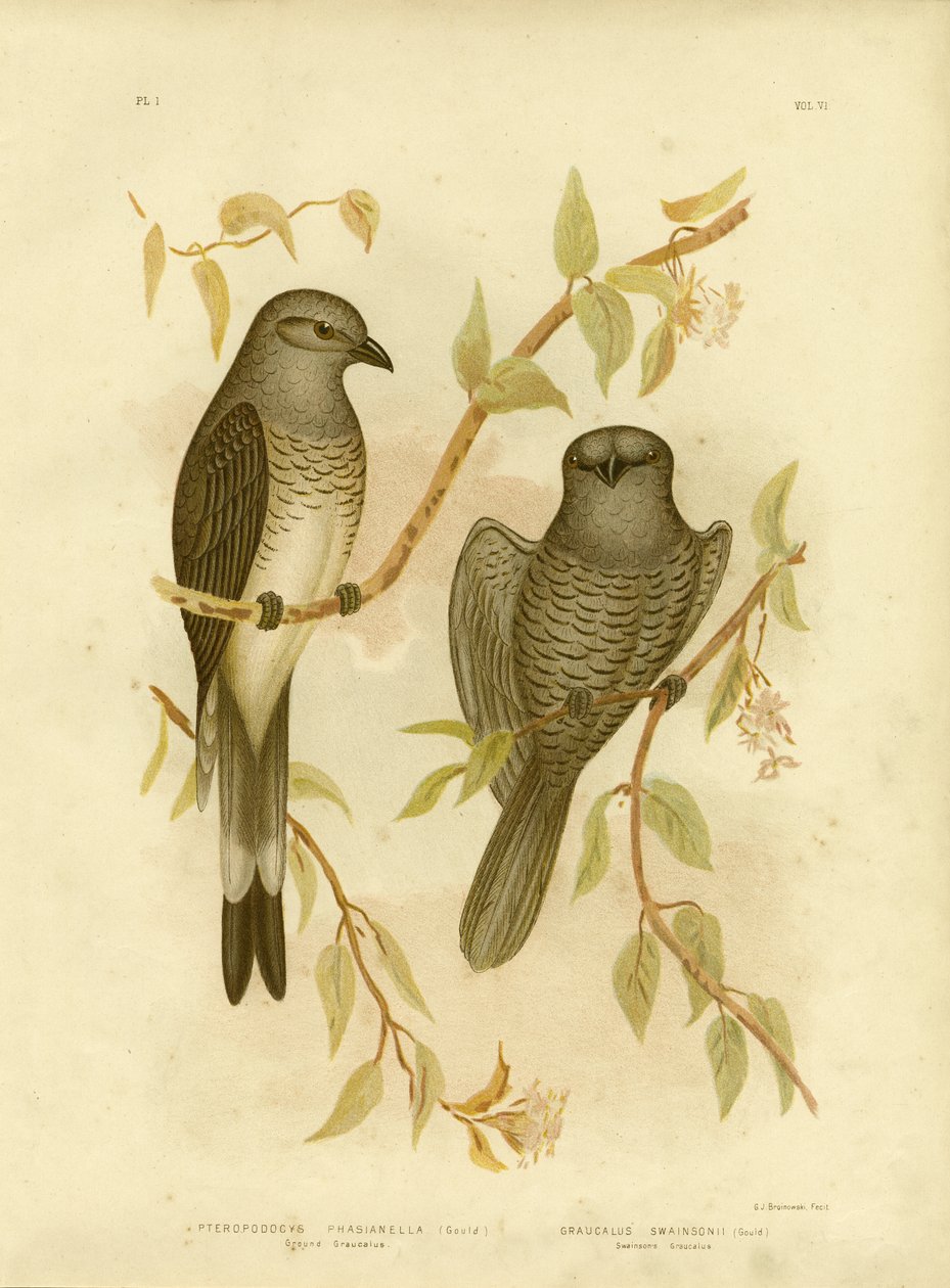 Graucalus am Boden oder Bodenkuckucksschnäpper, 1891 von Gracius Broinowski