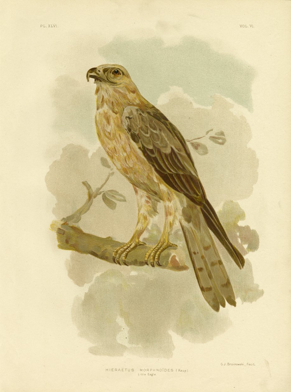 Kleiner Adler, 1891 von Gracius Broinowski