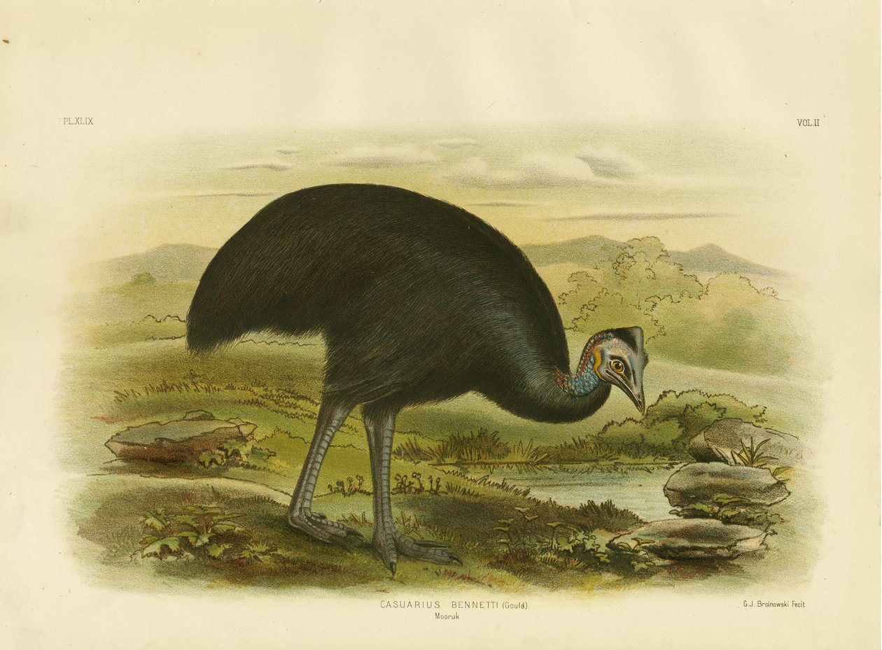 Mooruk, 1891 von Gracius Broinowski