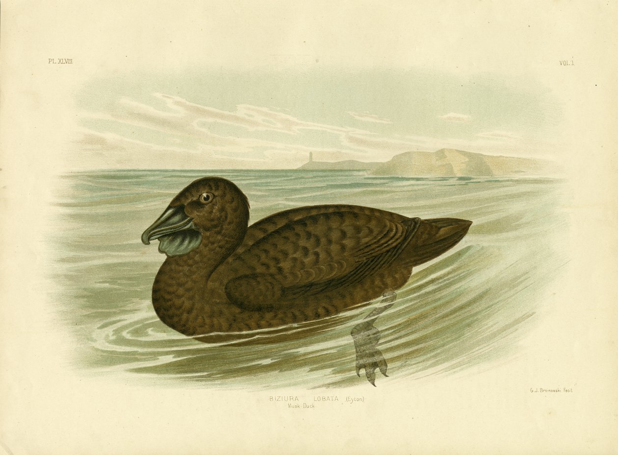 Moschusente, 1891 von Gracius Broinowski