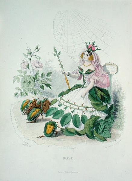 Die Rose (Rosa Centifolia), die Königin der Blumen, aus 