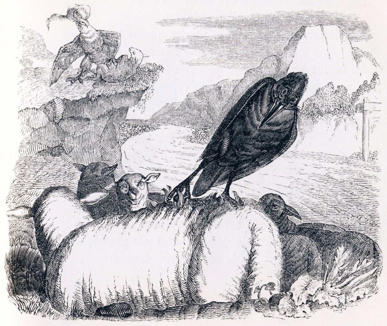 Der Rabe, der den Adler nachahmen wollte - Fabeln von La Fontaine von Grandville