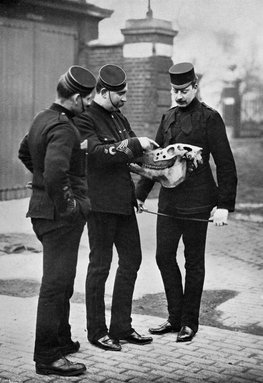Eine veterinärmedizinische Demonstration, 1st Life Guards, 1896 von Gregory and Co