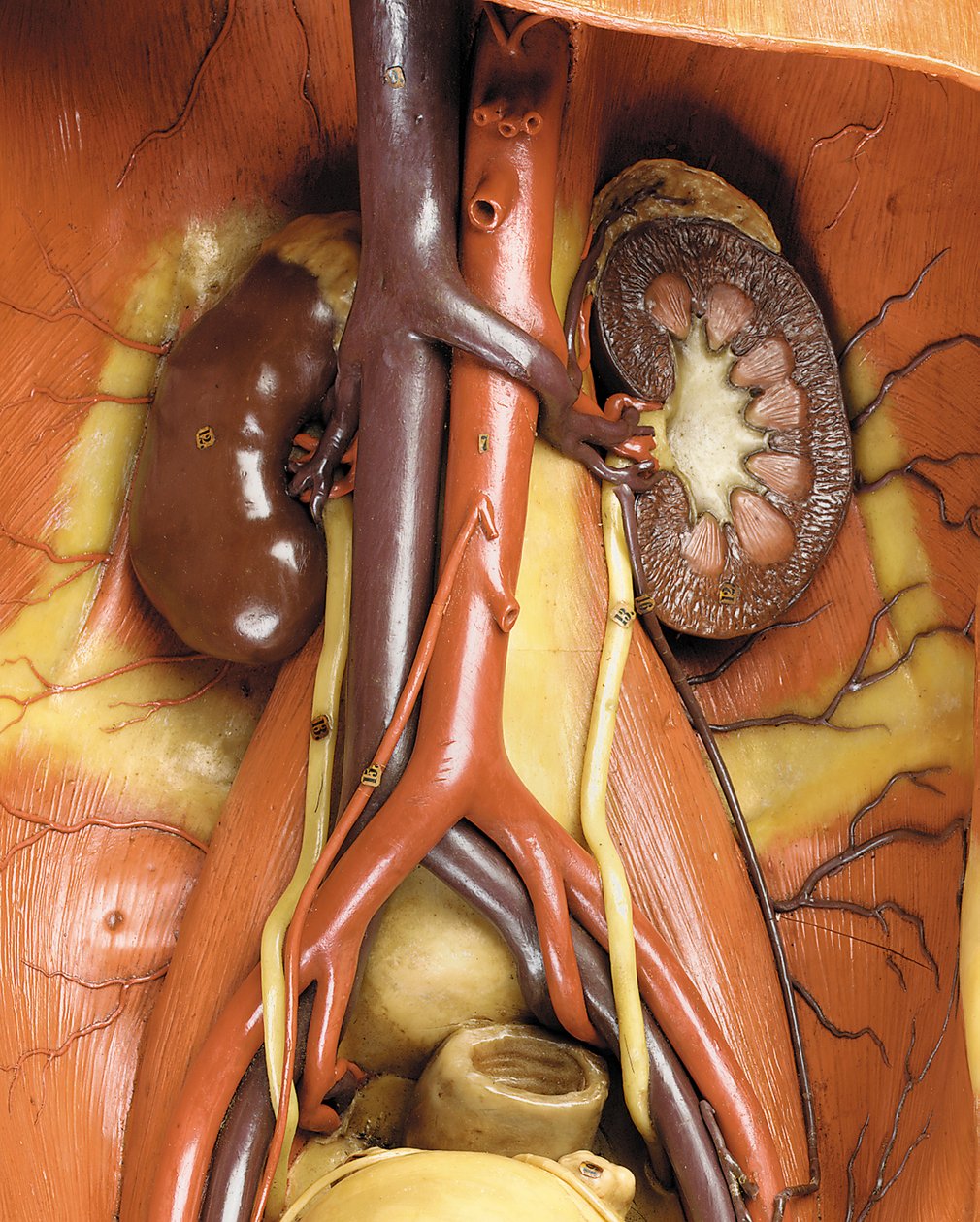 Detail eines männlichen anatomischen Écorché-Modells, das Muskeln, Arterien und Venen, den Kreislauf und das Nervensystem zeigt (Detail) von Gustav Zeiller