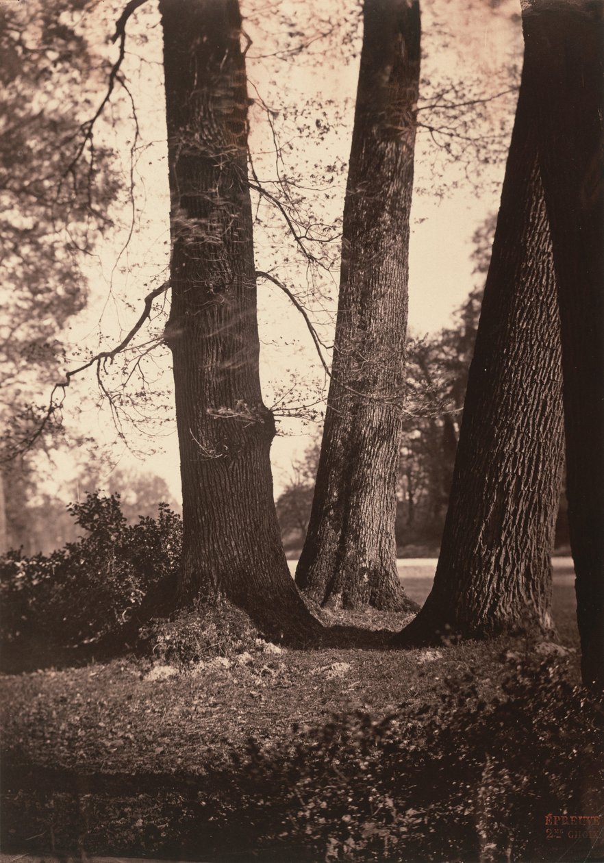 Baumstämme, Fontainebleau von Gustave Le Gray
