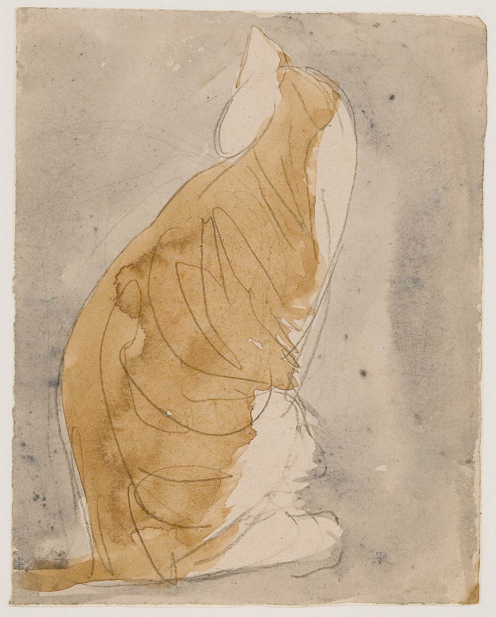Studie einer Katze von Gwen John