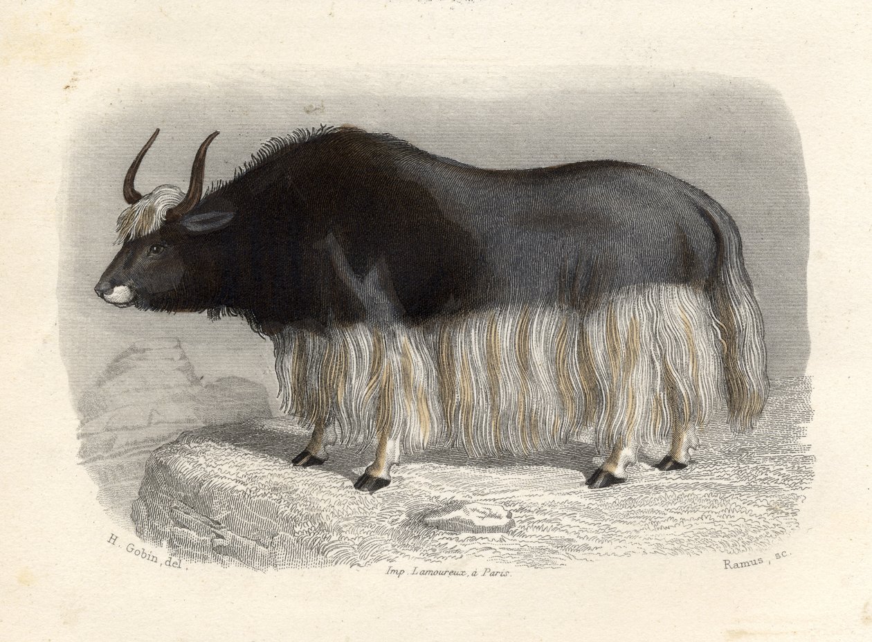 Die Tartarenkuh, graviert von E. Ramus von H. Gobin
