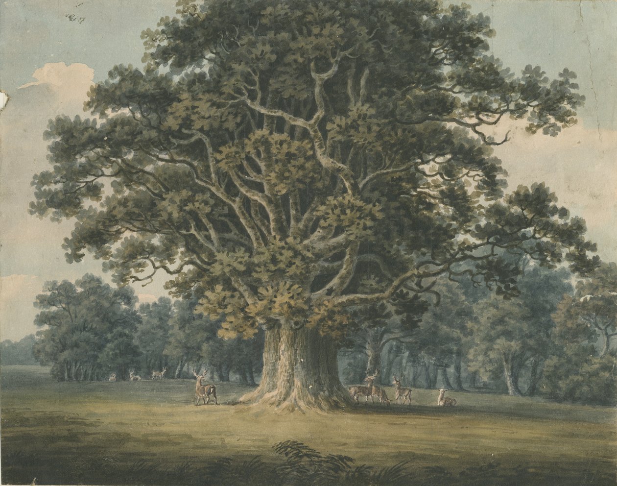 Needwood - Swilcar Oak: Aquarellmalerei von H Moore