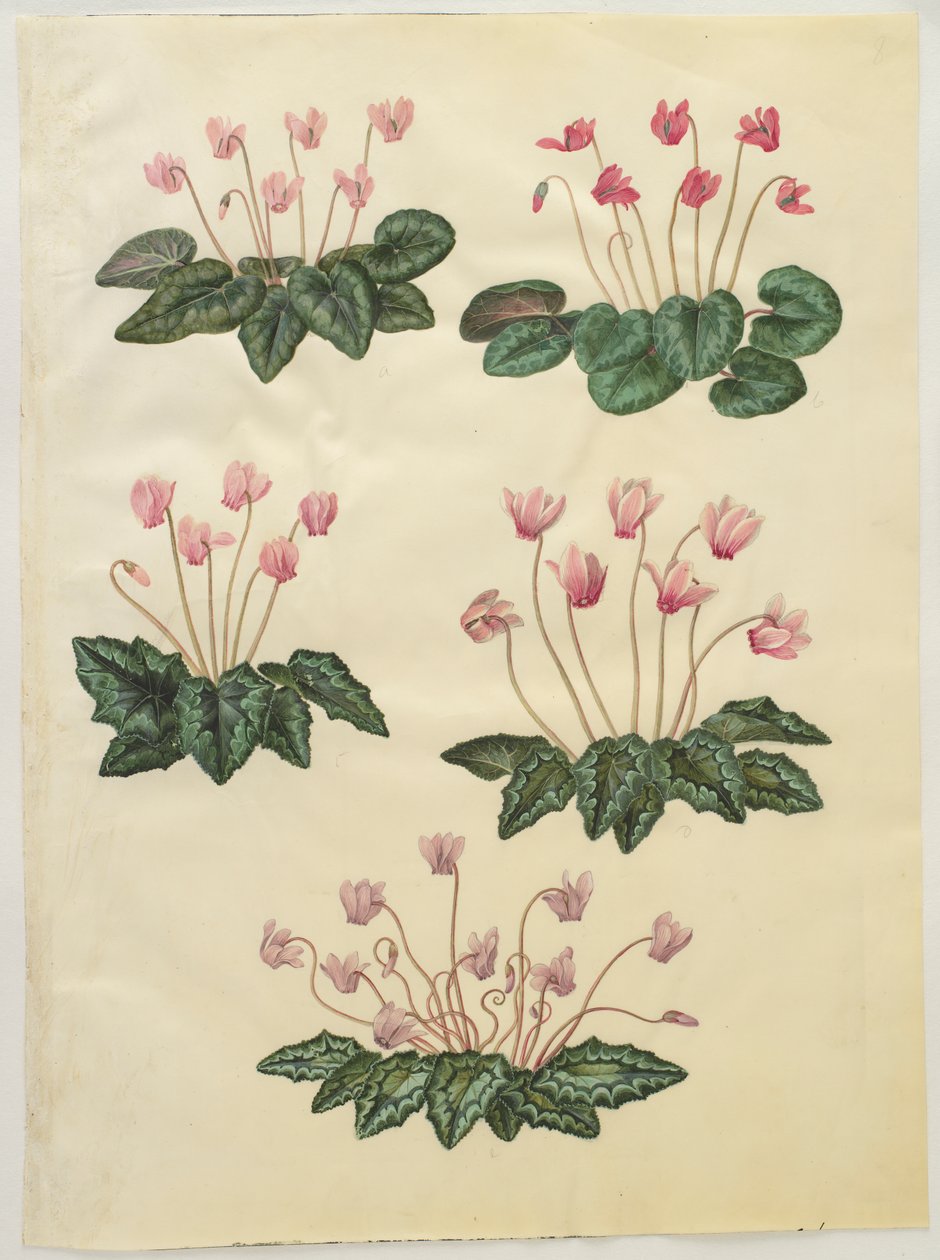 Cyclamen purpurascens; Cyclamen hederifolium von Hans Simon Holtzbecker