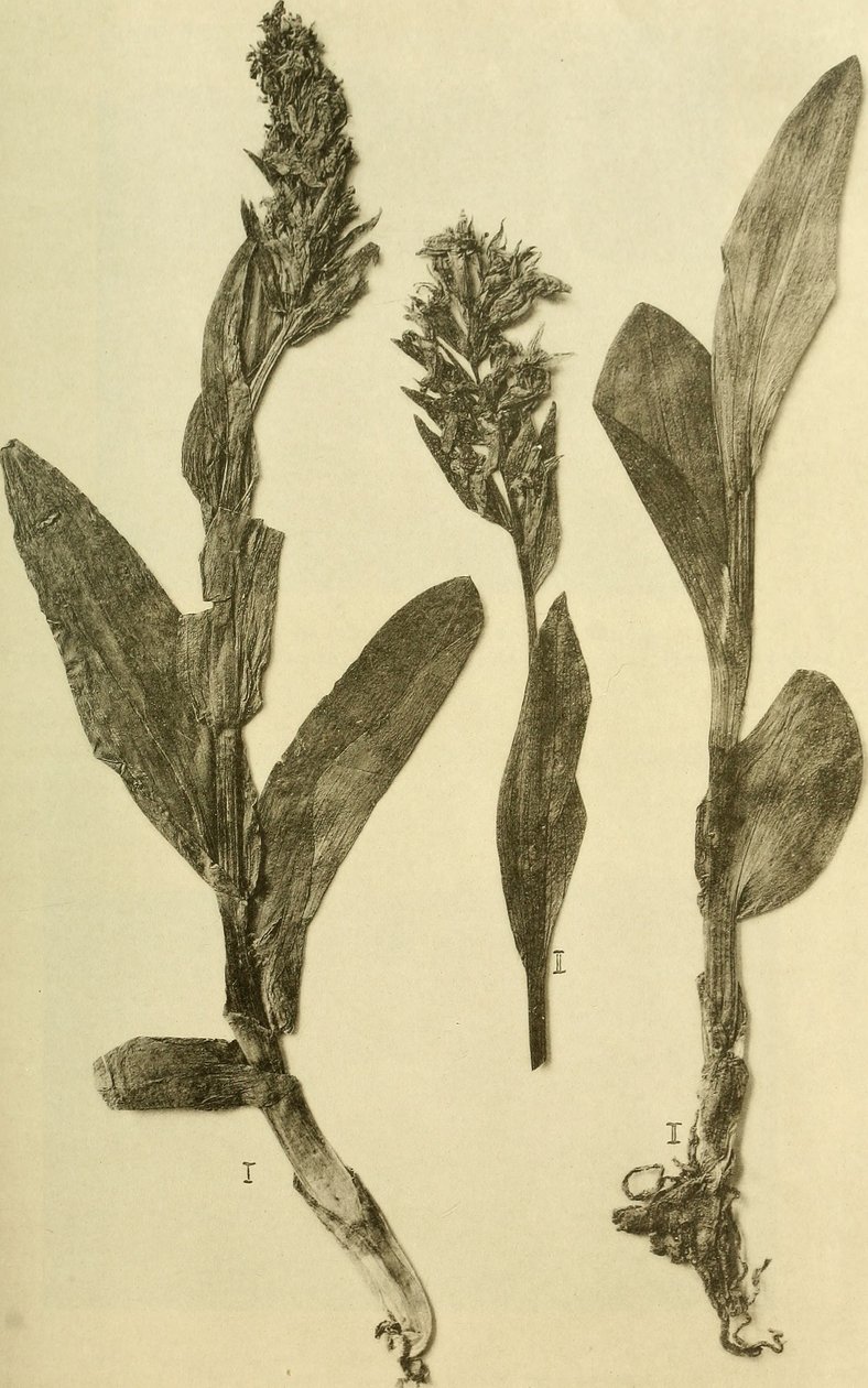 Annalen des K.K. Naturhistorischen Hofmuseums (1914) von Hans Fleischmann