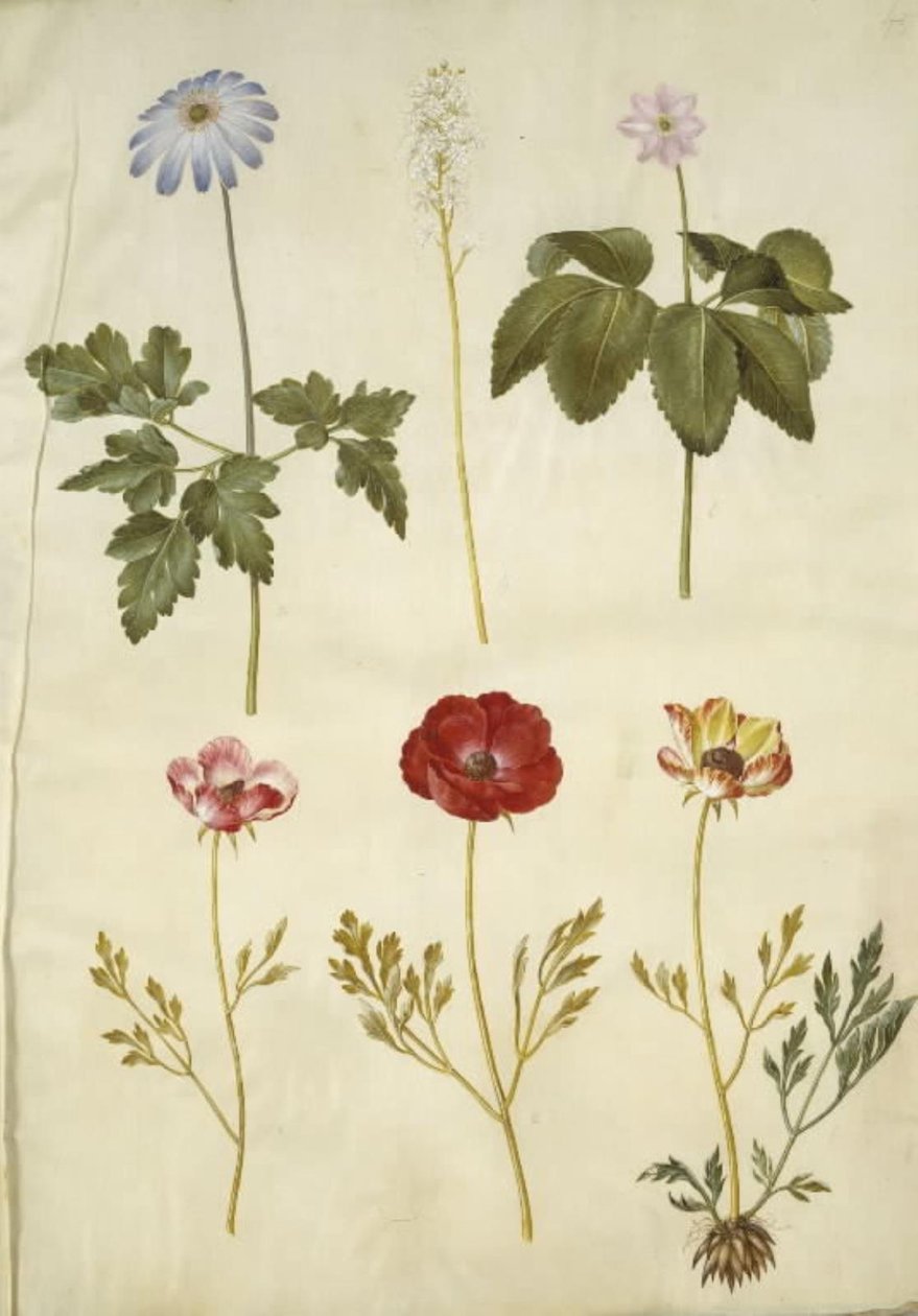 Anemone apennina (Apenninen-Anemone); Tiarella cordifolia (Schaumblume); Anemone trifolia (Dreiblättrige Anemone); Ranunculus asiaticus (Asiatischer Hahnenfuß) von Hans Simon Holtzbecker