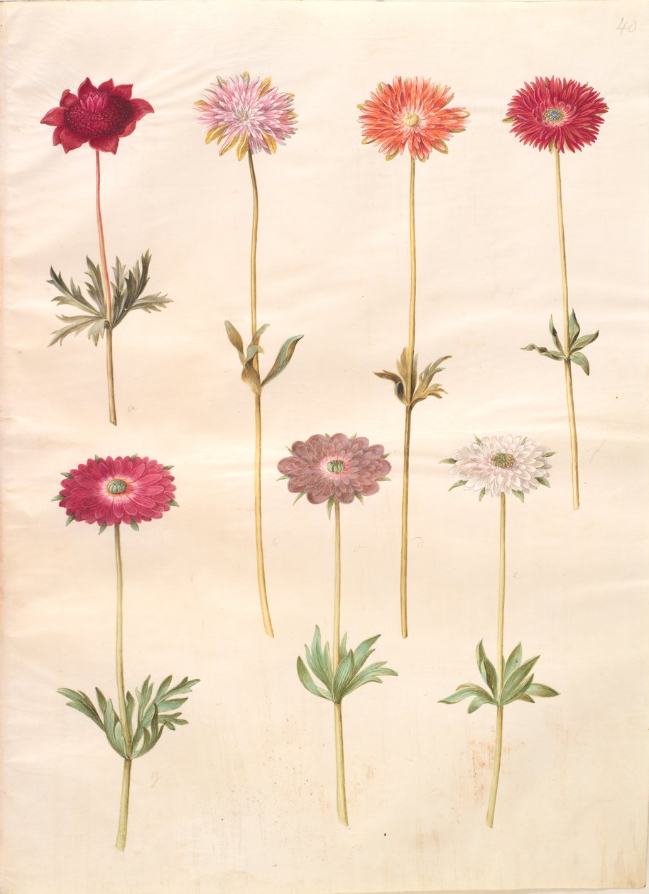 Anemone coronaria (französische Anemone); Anemone ×fulgens (glänzende Anemone) von Hans Simon Holtzbecker