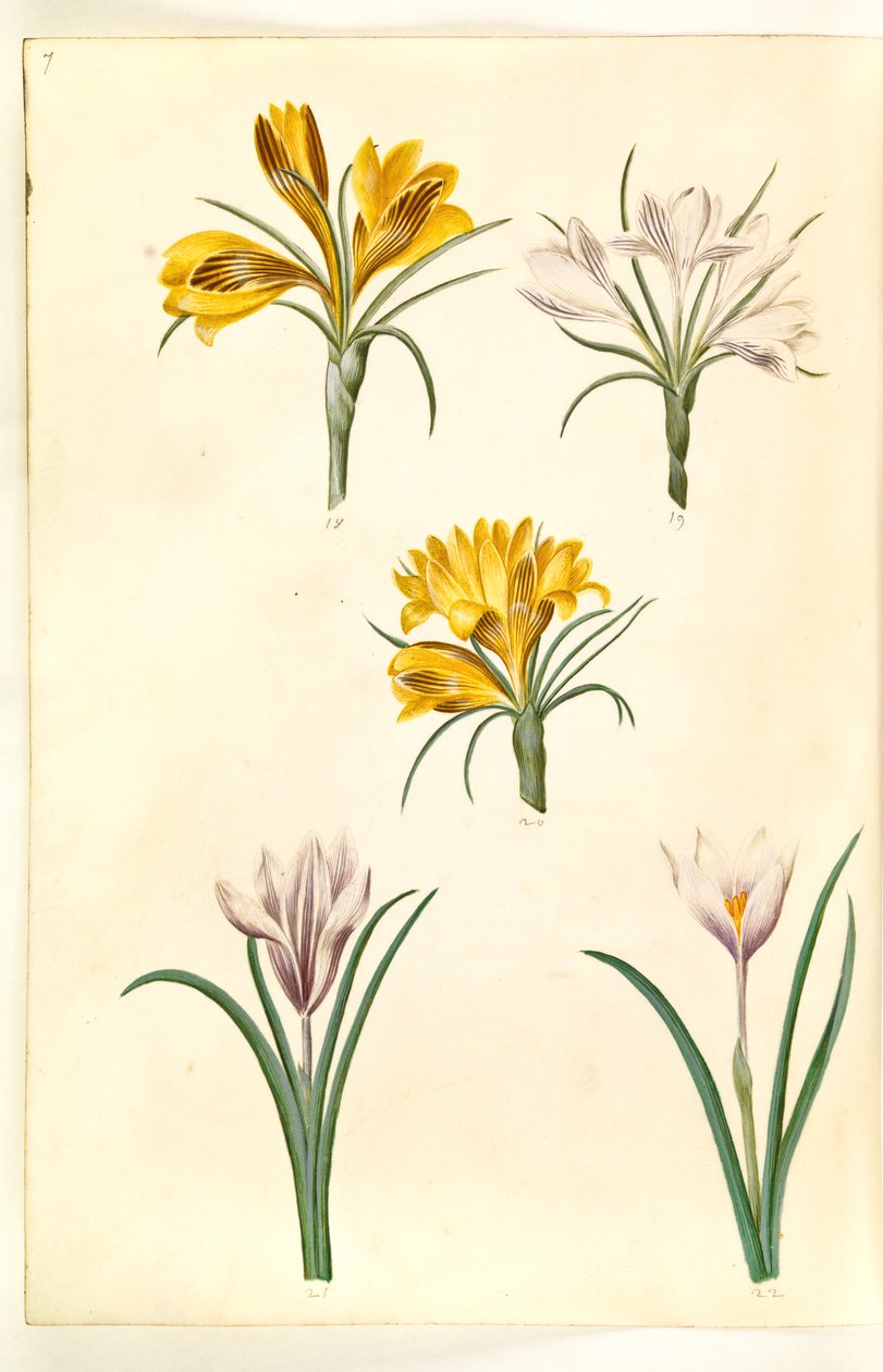 Crocus angustifolius (Balkan-Krokus); Crocus versicolor (Alpen-Krokus); Crocus vernus (?) (Frühlings-Krokus) von Hans Simon Holtzbecker