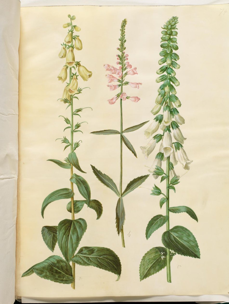 Digitalis grandiflora (Großblütiger Fingerhut); Physostegia virginiana (Drehblume); Digitalis purpurea (Gewöhnlicher Fingerhut) von Hans Simon Holtzbecker