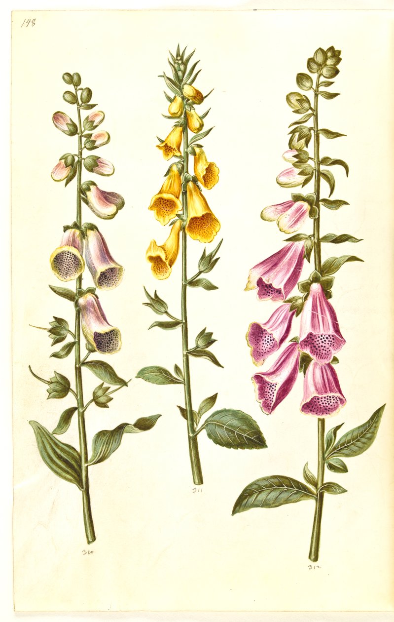 Digitalis purpurea; Digitalis grandiflora von Hans Simon Holtzbecker