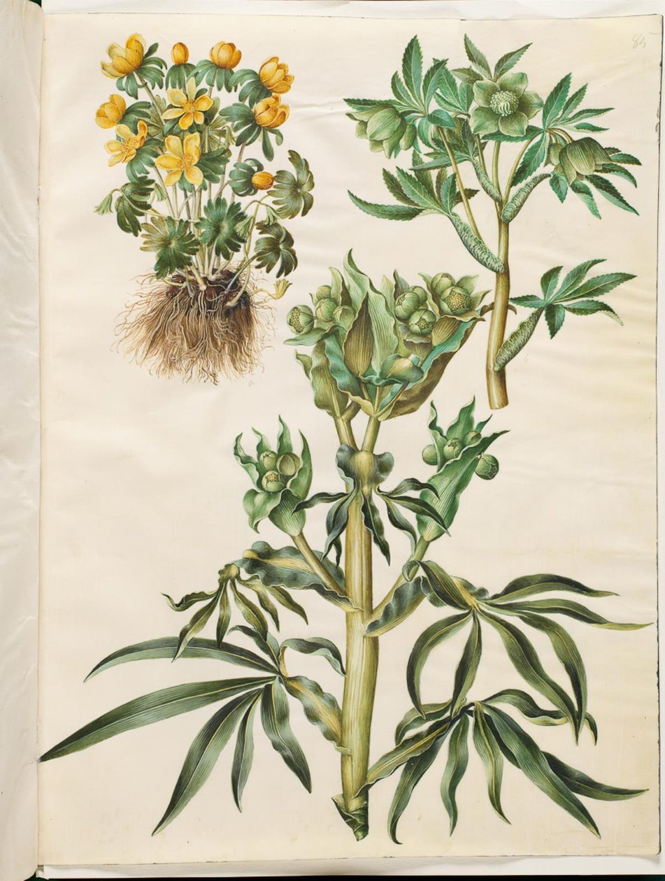 Eranthis hyemalis (Winterling); Helleborus viridis (Grüne Nieswurz); Helleborus foetidus (Stinkende Nieswurz) von Hans Simon Holtzbecker
