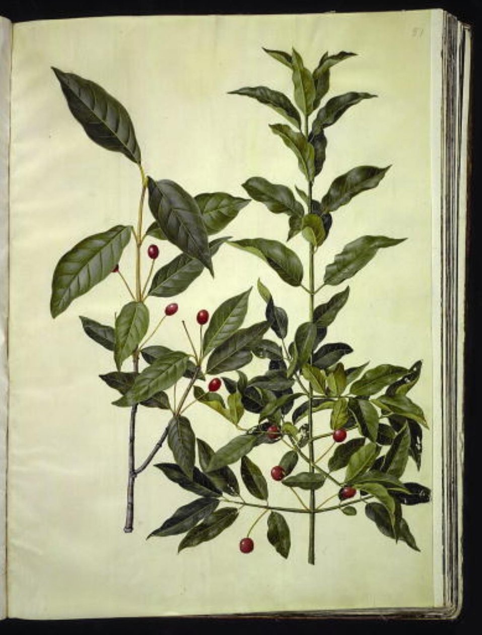 Euonymus latifolius (breitblättriger Spindelstrauch); Euonymus europaeus (gewöhnlicher Spindelstrauch) von Hans Simon Holtzbecker