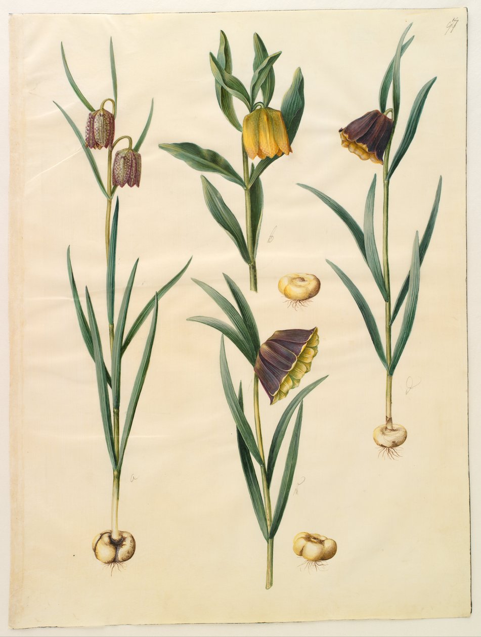 Fritillaria meleagris; Fritullaria lutea oder Fritullaria latifolia var lutea; Fritillaria pyrenaica von Hans Simon Holtzbecker