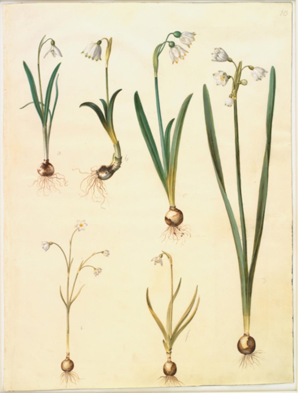 Galanthus nivalis (Schneeglöckchen); Leucojum vernum (Frühlings-Knotenblume); Leucojum aestivum (Sommer-Knotenblume); Leucojum autumnale (Herbst-Knotenblume) von Hans Simon Holtzbecker
