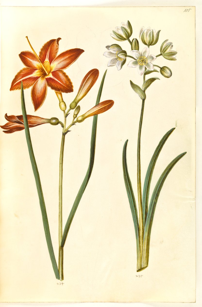 Hemerocallis fulva (Braune Taglilie); Ornithogalum arabicum (Milchstern) von Hans Simon Holtzbecker