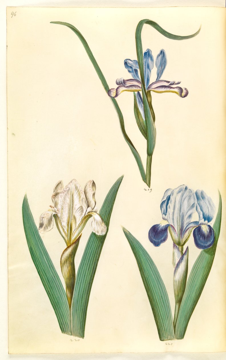 Iris graminea (Grasblättrige Iris); Iris lutescens oder Iris pumila (?) (Zwerg-Iris oder niedrige Iris) von Hans Simon Holtzbecker